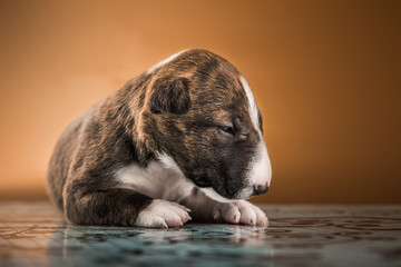 miniature bull terrier small puppy studio