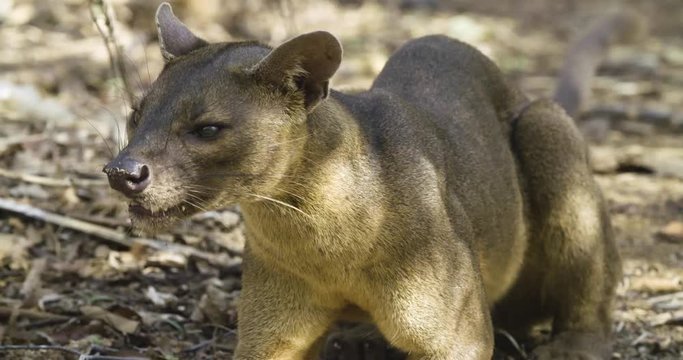 Fossa rests on forest floor in Madagascar, close up
