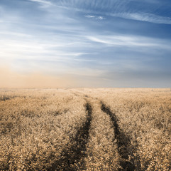 road in the fields