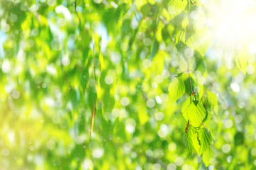 Natural background. Bright spring background with birch branch in the sunlight.