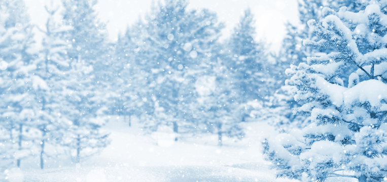 Winter landscape. Winter background with snow-covered coniferous forest.