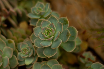 Fototapeta premium succulent