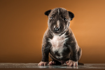 miniature bull terrier small puppy studio