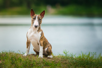 miniature bull terrier