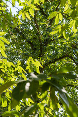 Edible chestnut on the tree outside in the package.