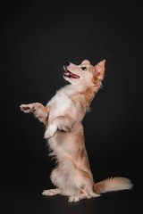 Mixed breed dog on a black background in the studio
