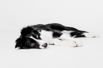 Border collie dog on white background