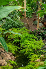 young plants in the garden