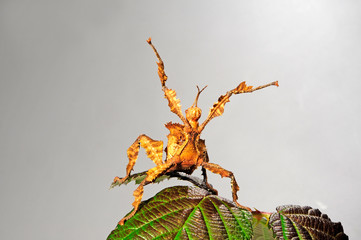 Australische Gespenstschrecke (Extatosoma tiaratum) - giant prickly stick insect - obrazy, fototapety, plakaty