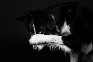 Border Collie dog on a black background