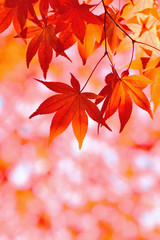 秋色　紅葉