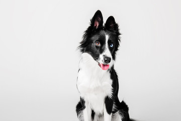 Border collie dog on white background