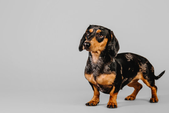 Beautiful marble dachshund standing on a gray background