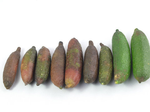 フィンガーライム fingerlime