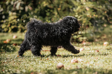 Hungarian puli puppy