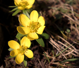 With the advent of spring we first of all wait for the first flowers, Eranthis in the garden.Gardening concept.Blurred background.