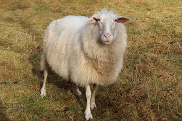 Milk Sheep - Steyrling - Austria