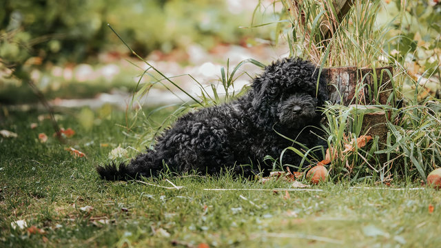 Hungarian puli puppy