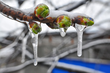 Concept of bad weather condition, frost and agriculture disaster.
Ice on branch with spring buds....