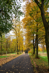 road in autumn forest