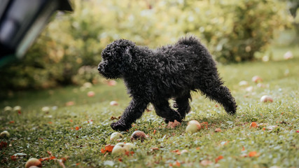 hungarian puli puppy