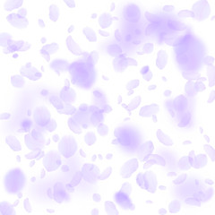 Violet flower petals falling down. Modern romantic