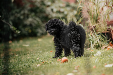hungarian puli puppy