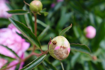 Peony Flower Bud with Ladybird 