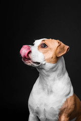 American Staffordshire Terrier dog isolated on black background