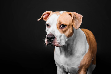 American Staffordshire Terrier dog isolated on black background