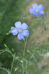 Alpine flax