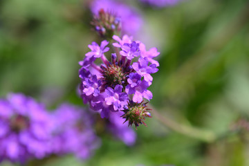 Fototapeta premium Slender vervain
