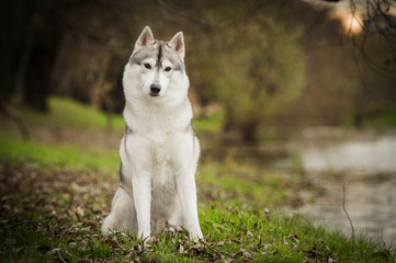 Beautiful husky dog at park