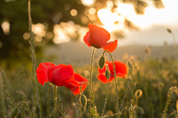 Obraz premium wild poppies in sunset