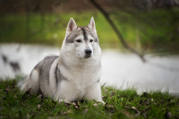 Beautiful husky dog at park