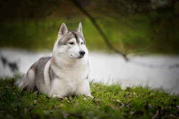 Beautiful husky dog at park
