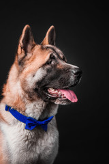 American akita dog portrait on black background