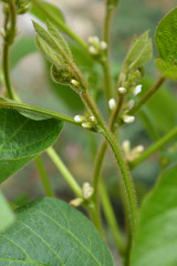 Soybean white flowers