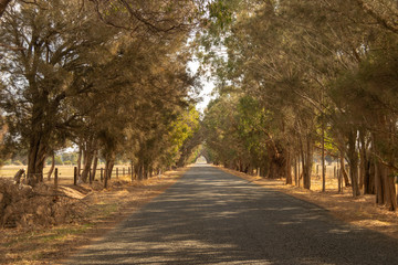 Road Landscape outback trees sun light Perth