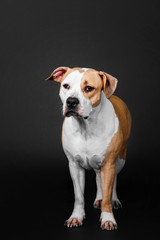 American Staffordshire Terrier dog isolated on black background