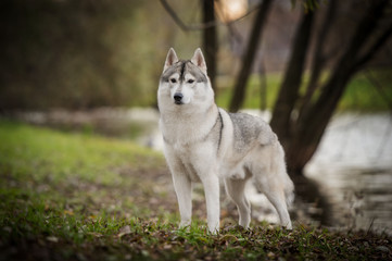 Beautiful husky dog at park
