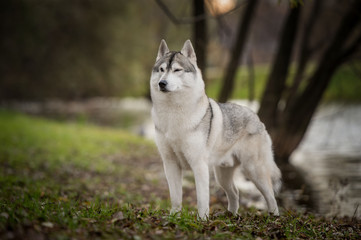 Beautiful husky dog at park