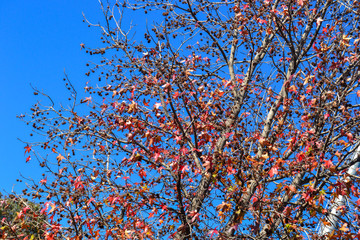 Dettail of the autumn leaves of the trees in a blue sky