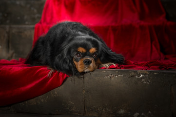 cavalier king charles spaniel studio