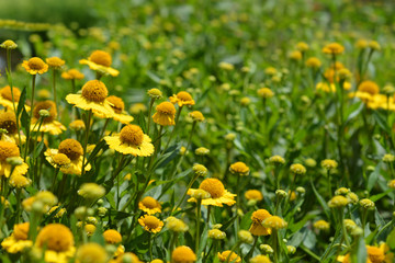 Obraz premium Common sneezeweed