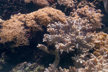 sea anemones and corals