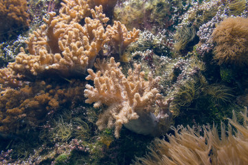 Naklejka na ściany i meble close up view of corals underwater