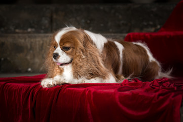 cavalier king charles spaniel studio