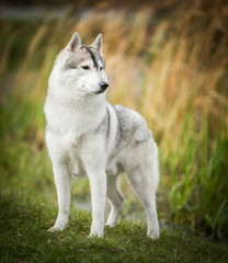 Beautiful husky dog