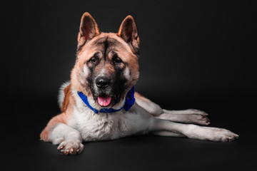 American akita dog portrait on black background